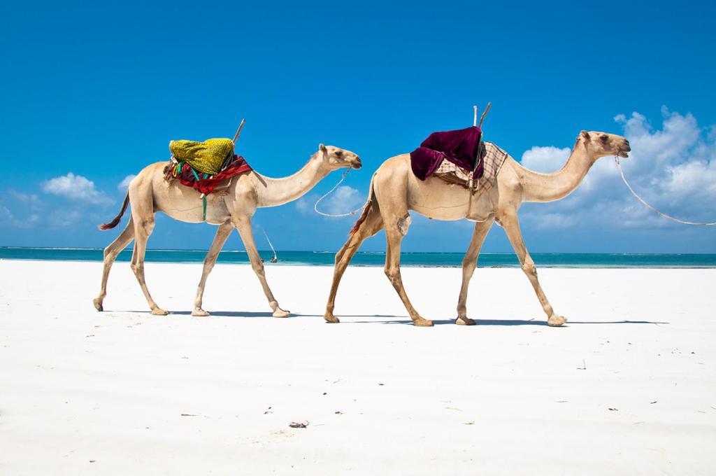 Mbili Kuwili Studio Suites Diani Beach Eksteriør bilde